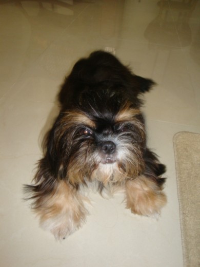 Sasha con 9 meses. Sasha con 9 meses.