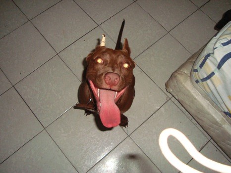 shanka red nose shanka red nose