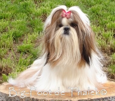 Chanel es pura dulzura y una locura de Shih Tzu. Allí por donde va todos la siguen...