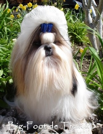 Nuestro jóven peludo Junior. Una amor como su padre. Nuestro jóven peludo Junior. Una amor como su padre.