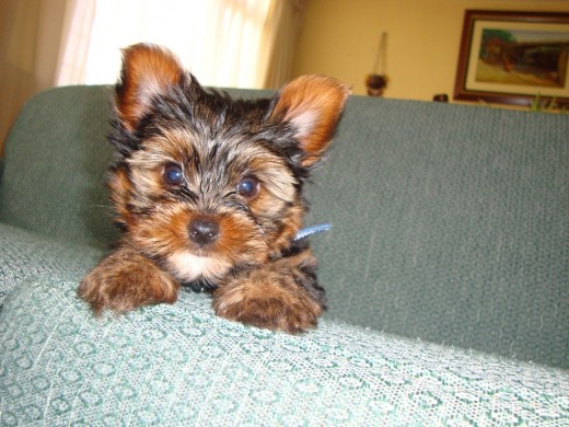 Este es mi perrito llamado George Tomas con apenas 2 meses y su raza es Yorkshire