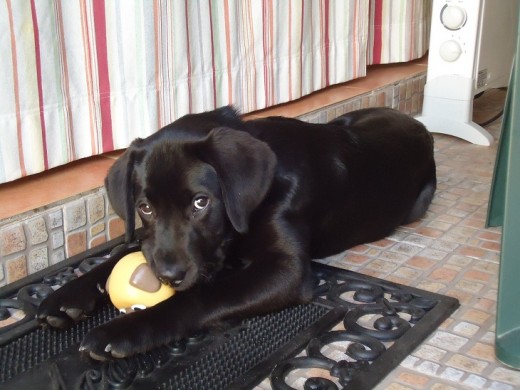 MI PRECIOSA CACHORRITA