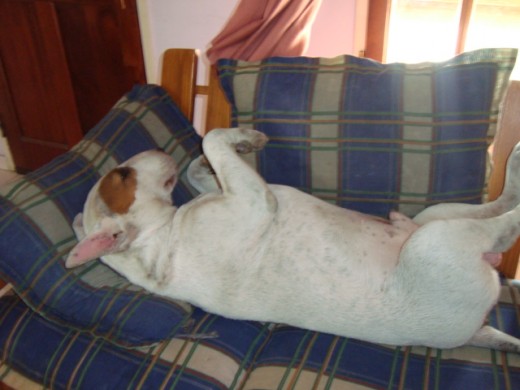 Mi Pampa Antü durmiendo en su sillón!!!!