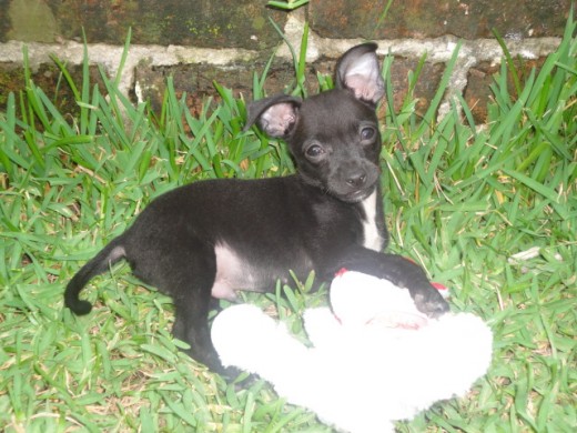 ternura, simpatico, jugeton, mordelon, risueño, amigable, le gusta todo, juega con cualquier cosa, es un amor, me encantaa..