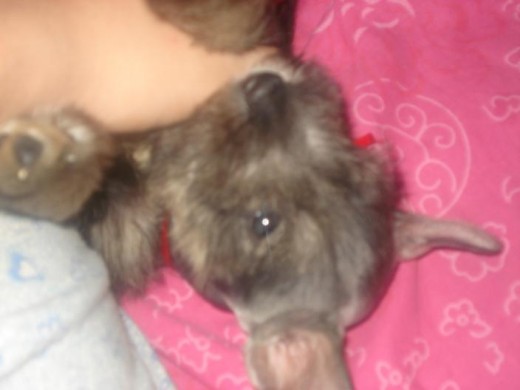 mi bebe mi bebe