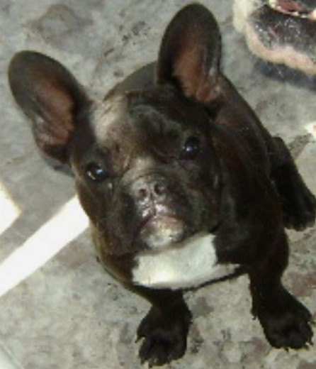 EL ES COOPER Y YA ESTA DISPONIBLE PARA DAR SERVICIOS! ES HIJO DE CAMPEON ARGENTINO BOLERO Y MADRE AMERCANA.
ESPERO SU LLAMADO 1560935773 EL ES COOPER Y YA ESTA DISPONIBLE PARA DAR SERVICIOS! ES HIJO DE CAMPEON ARGENTINO BOLERO Y MADRE AMERCANA.
ESPERO SU LLAMADO 1560935773