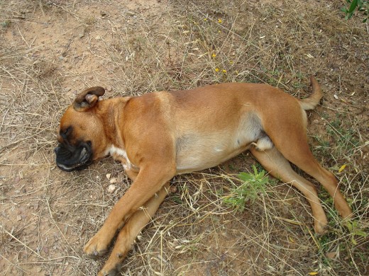 Padre Boxer y madre Rottweiler