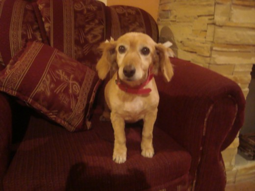 Bombon, mi reina hermosa (R.I.P) Bombon, mi reina hermosa (R.I.P)
