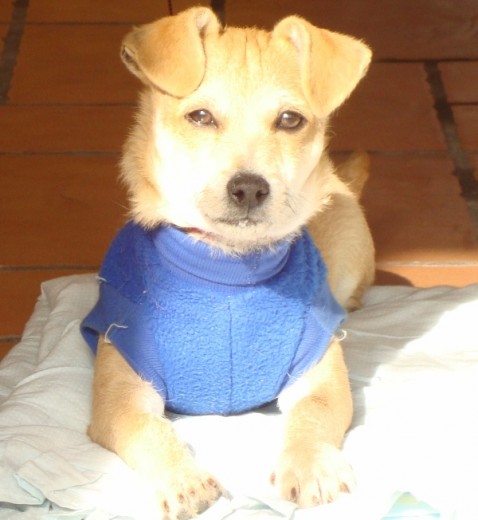 Hola mi nombre es mateo pero me dicen mate, me encanta salir a correr y mi mami me saca todos los dias al parque haya jugamos a la pelota y llegando me da mi comida proplan y a veces invita a mi tia para que yo juegue con mi hermana deasy(una perrita). Hola mi nombre es mateo pero me dicen mate, me encanta salir a correr y mi mami me saca todos los dias al parque haya jugamos a la pelota y llegando me da mi comida proplan y a veces invita a mi tia para que yo juegue con mi hermana deasy(una perrita).