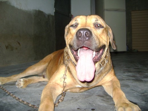 mi bebe tiene un año y pesa unos 40 kilos y mide 60 cm hasta la cruz pero no se muy bien la raza mi bebe tiene un año y pesa unos 40 kilos y mide 60 cm hasta la cruz pero no se muy bien la raza