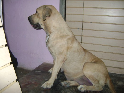 es una cruza de fila no tiene el tamaño pero si el caracter es la jefa de la casa claro cuando no estoy. pero salgo sabiendo que mi familia esta muy bien cuidada es una cruza de fila no tiene el tamaño pero si el caracter es la jefa de la casa claro cuando no estoy. pero salgo sabiendo que mi familia esta muy bien cuidada