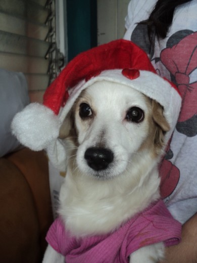 Cuando llega la navidad ella se pone muy feliz Cuando llega la navidad ella se pone muy feliz
