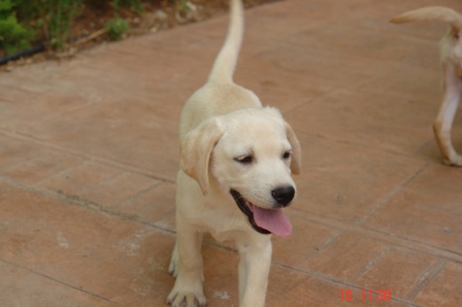 Tobi !! Tobi !!
