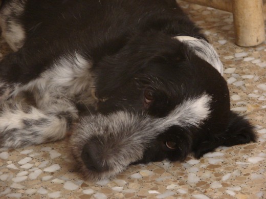 Nelo haciendo la siesta