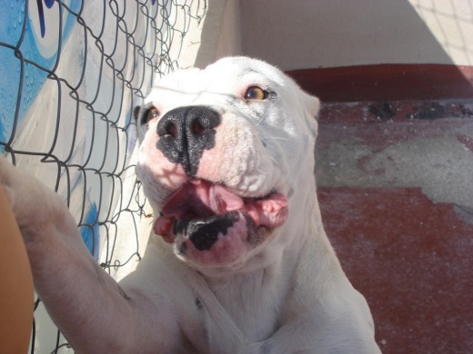 mi perro tierno y ovediente muy fiel parese oso polar el condenado mi perro tierno y ovediente muy fiel parese oso polar el condenado