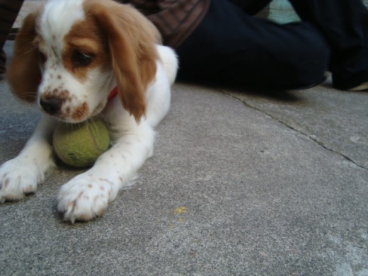 jugando con la pelota que le dio su hermano mayor >u<