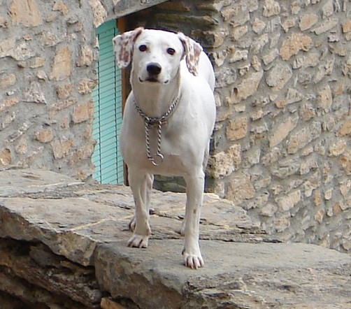 Mi niña perruna con sus manchitas en las orejas. Mi estrella en el cielo