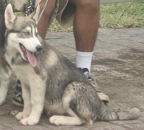 Max Max
