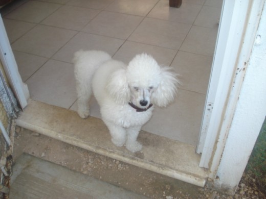 el muy consentido chencho en la puerta de la casa el muy consentido chencho en la puerta de la casa