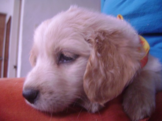 Este fue nuestro primer dia con nuestro Toto