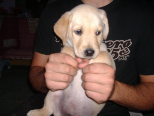 Aqui tenemos a otto con 2 meses Aqui tenemos a otto con 2 meses