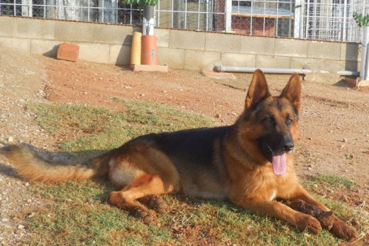 Tomando el sol y descansando.