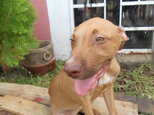 CANELO HERMANO DE ROCKY Y PANTERA