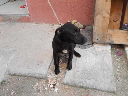 PANTERA HERMANA DE ROCKY Y CANELO