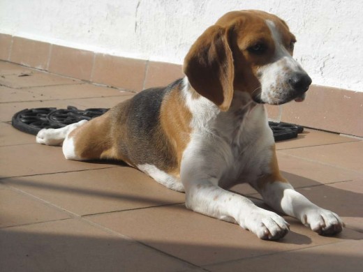 Es muy cariñoso y jugeton, ademas de listo Es muy cariñoso y jugeton, ademas de listo
