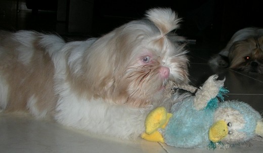 Peleando con su pato... Peleando con su pato...