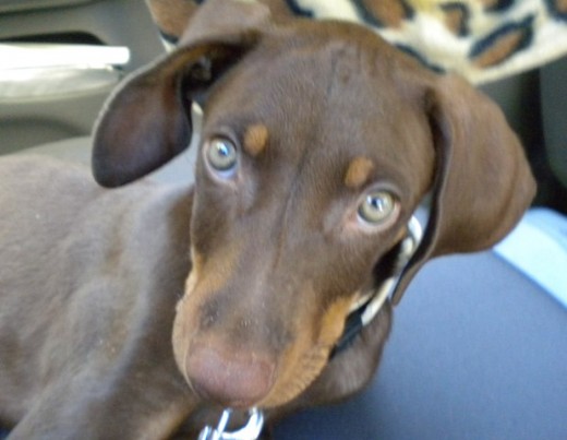 este es sisú, es mi perrito con unos 2 meses y poco, 