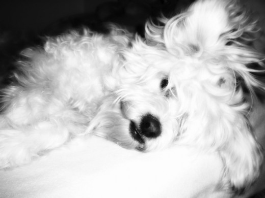 Mi Gorda, mi vida... cuanto la echare de menos T____T era un GRAN PERRA, fiel ante todo y cariñosa como nadie. Mi Gorda, mi vida... cuanto la echare de menos T____T era un GRAN PERRA, fiel ante todo y cariñosa como nadie.