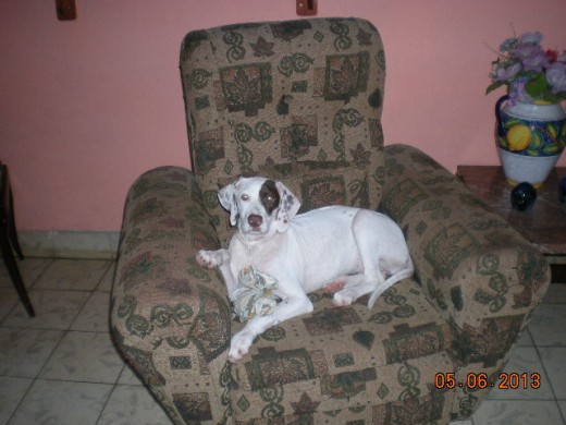 La Reina de la casa La Reina de la casa