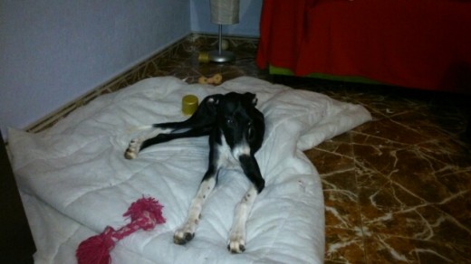 Q wapa Q wapa