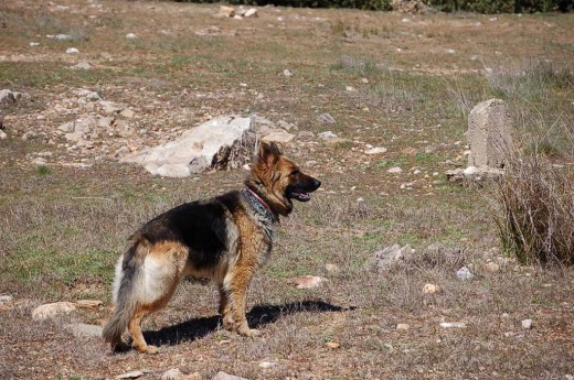 de paseo por el campo