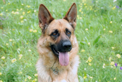 Sacha con 22 meses.