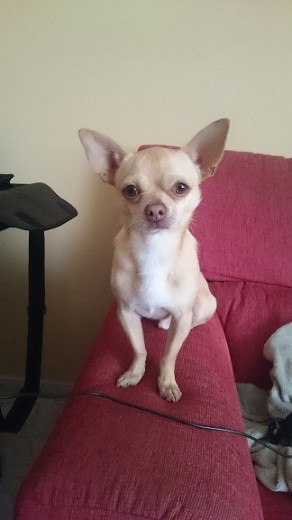 Perrito chiuhaua Perrito chiuhaua