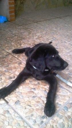 nuevo en la familia, conociendo al precioso cachorrete este =))
