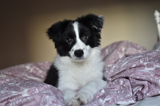 Foto de cuando tenía 3 meses Foto de cuando tenía 3 meses