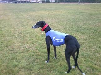 Lola, adoptada en galgos112 y ya una más de la familia junto a su hermano Bolo.