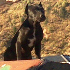 4 MESES, GAME DOG