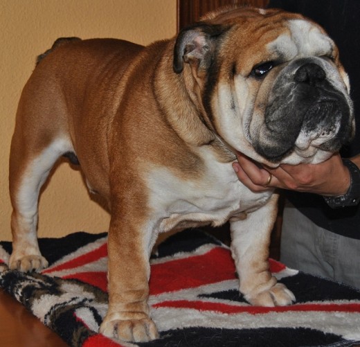 SIMBA, ES EL PROTECTOR Y EDUCADOR DE LA MANADA, A CADA CACHORRO QUE ENTRA EN CASA LE SOCIABILIZA, ES UN PERRO MUY EQUILIBRADO EMOCIONALMENTE Y SIEMPRE TIENE EN CUENTA QUIEN ES EL LIDER DE LA MANADA. SIMBA, ES EL PROTECTOR Y EDUCADOR DE LA MANADA, A CADA CACHORRO QUE ENTRA EN CASA LE SOCIABILIZA, ES UN PERRO MUY EQUILIBRADO EMOCIONALMENTE Y SIEMPRE TIENE EN CUENTA QUIEN ES EL LIDER DE LA MANADA.