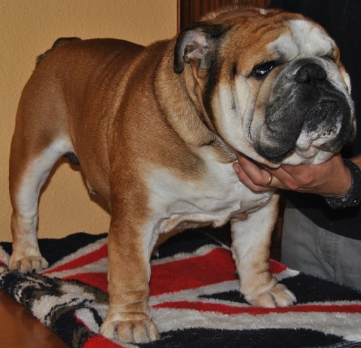 SIMBA, ES EL PROTECTOR Y EDUCADOR DE LA MANADA, A CADA CACHORRO QUE ENTRA EN CASA LE SOCIABILIZA, ES UN PERRO MUY EQUILIBRADO EMOCIONALMENTE Y SIEMPRE TIENE EN CUENTA QUIEN ES EL LIDER DE LA MANADA.