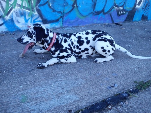 DEspues de un largo paseo.