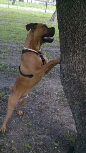 buscando su pelota