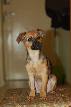 Canela, en su primera sesion fotográfica para su carnet legalizado como mascota.