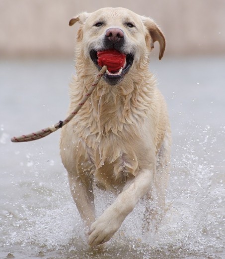 Daddy, un Labrador amarillo de tres años jugando Daddy, un Labrador amarillo de tres años jugando