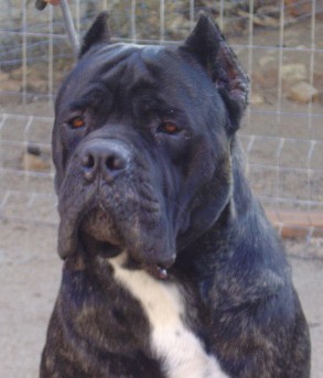 Este es Demon. Único, irrepetible... no era un cane corso, era EL CANE CORSO.