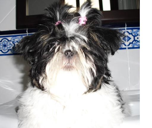 Después del baño y recién peinadita. Después del baño y recién peinadita.