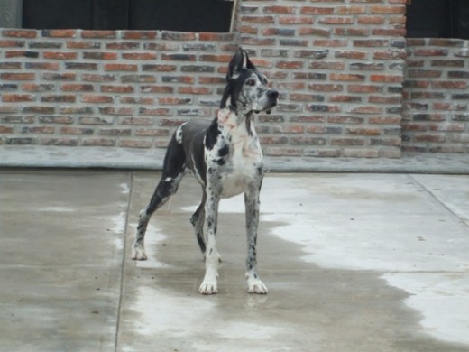 Este es mi perro, es mi mejor amigo, que digo es mi compadre! Este es mi perro, es mi mejor amigo, que digo es mi compadre!